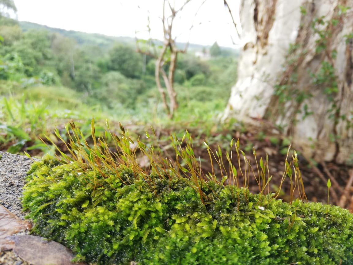 Flora 2
